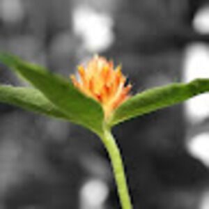 Meet your Posher, Helena